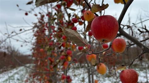 Here's why Michigan orchards are leaving apples on trees